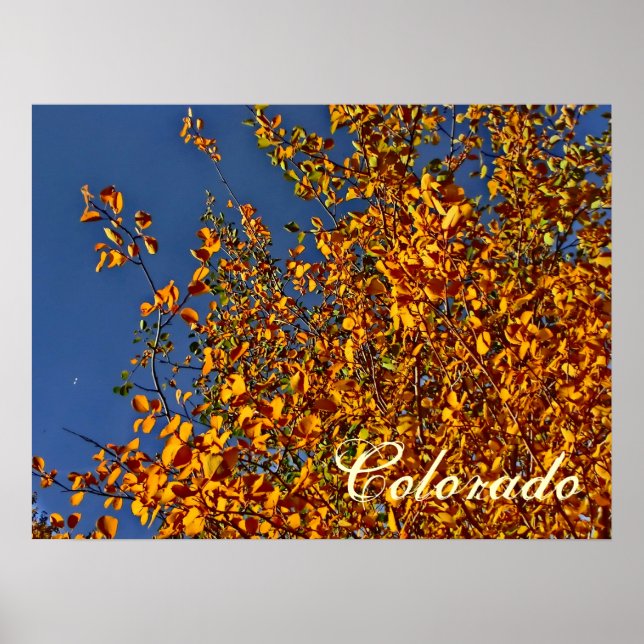 Colorado fall aspen poster (Front)