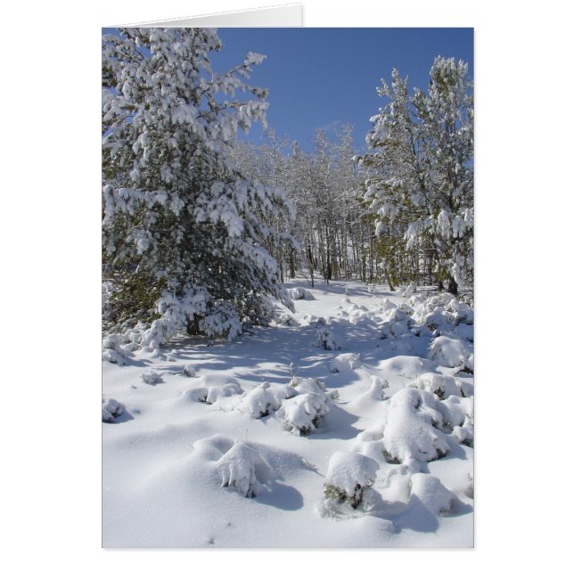 Colorado Forest Beauty Christmas Card (Front)