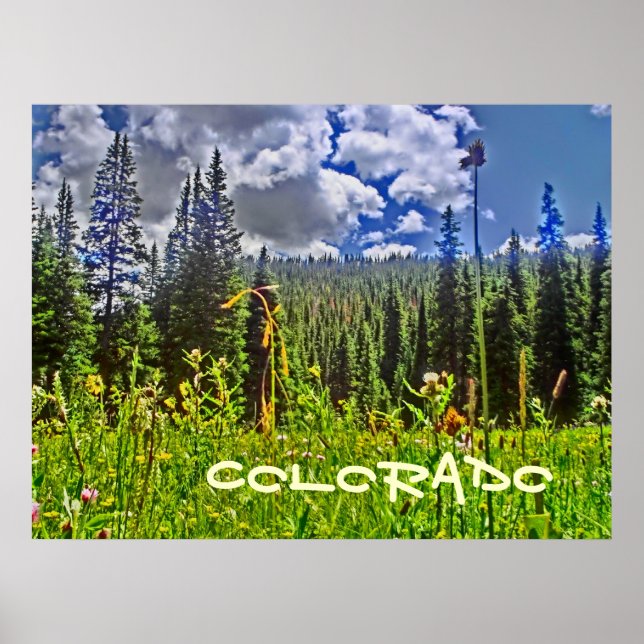 Colorado forrest scenic poster (Front)