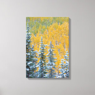 Colorado, Grand Mesa. Early snowfall on forest Canvas Print