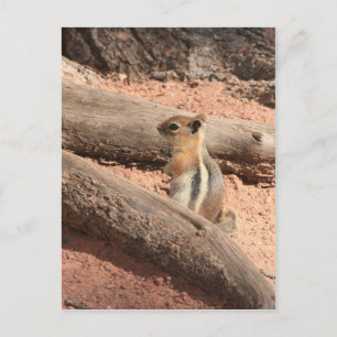 Colorado Ground Squirrel Postcard