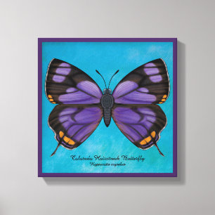 Colorado Hairstreak Butterfly Canvas Print