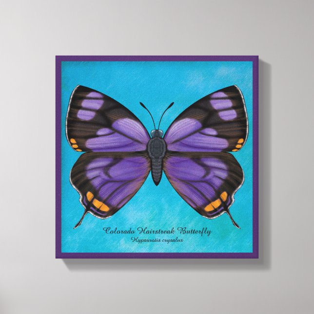 Colorado Hairstreak Butterfly Canvas Print (Front)