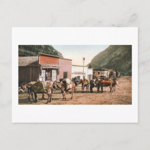 Colorado Pack Trail Ready for Miners 1904 Postcard