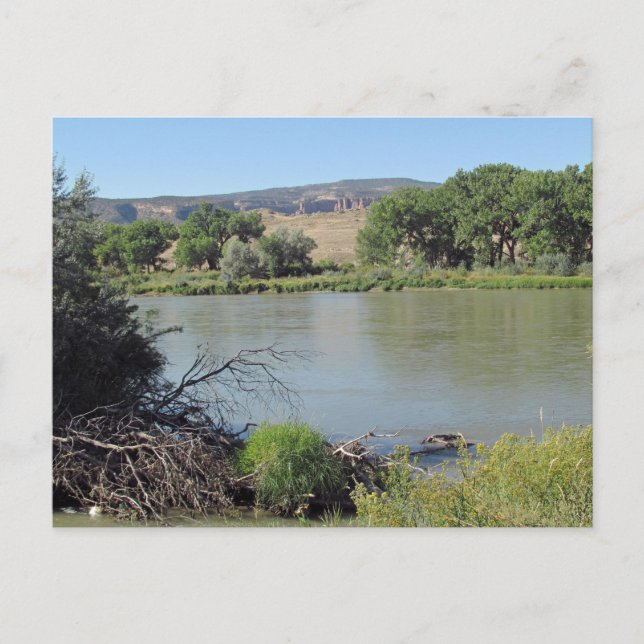 Colorado River at Little Salt Wash Creek Postcard (Front)