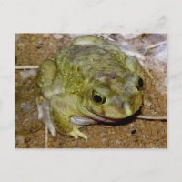 Colorado River Toad Bufo alvarius