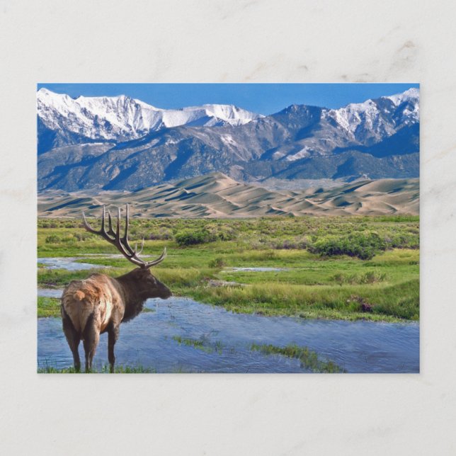Colorado Rocky Mountains Elk Postcard (Front)