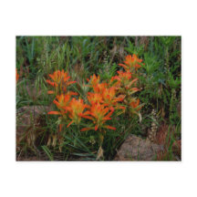 Colorado Scarlet Paintbrush Stationary