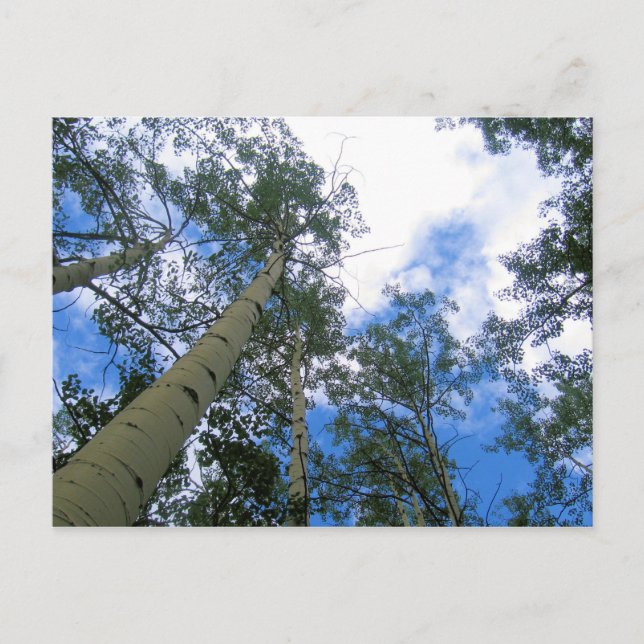 Colorado Sky Thru the Aspens Postcard (Front)