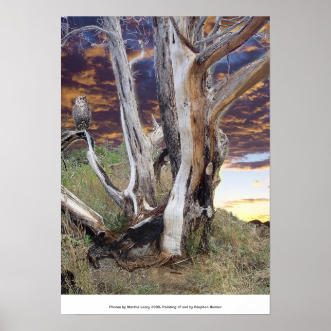 Colorado Sunset Poster (Front)