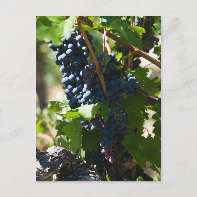 Colorado Wine Country Postcard (Front)