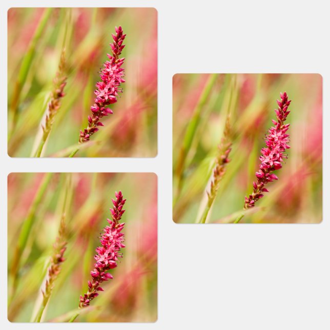 colorbush (Group)