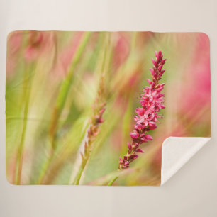 colorbush sherpa blanket