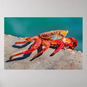 Colored Crab, Galapagos Island, Ecuador Poster