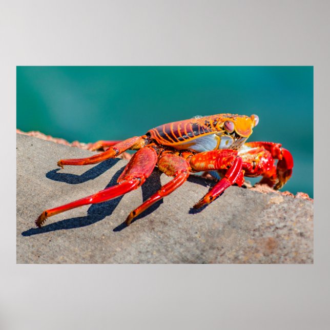 Colored Crab, Galapagos Island, Ecuador Poster (Front)