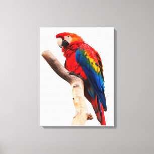Colored Parrot Canvas Print