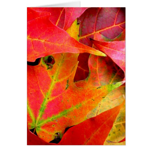 Colorful Autumn Leaves CloseUp (Front)