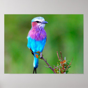 Colorful Bird Poster