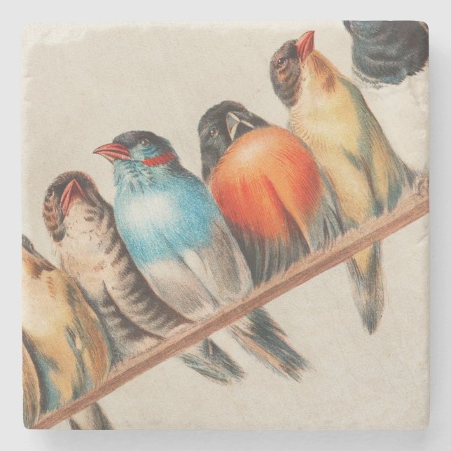 Colorful Birds on a Perch 2 Stone Coaster (Front)