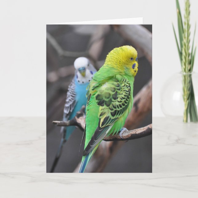 Colorful Budgies! - Frameable Art Card (Front)