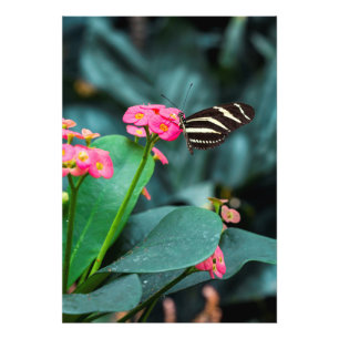 colorful butterfly in the garden photo print