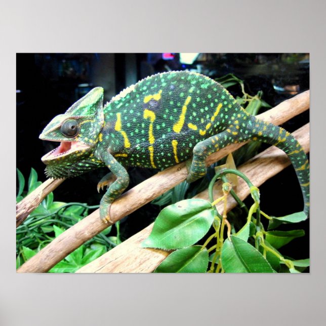 Colorful Chameleon Poster (Front)