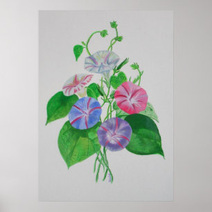 Colorful Climbing Morning Glory Botanical Art Poster