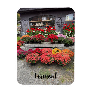 Colorful fall mums magnet