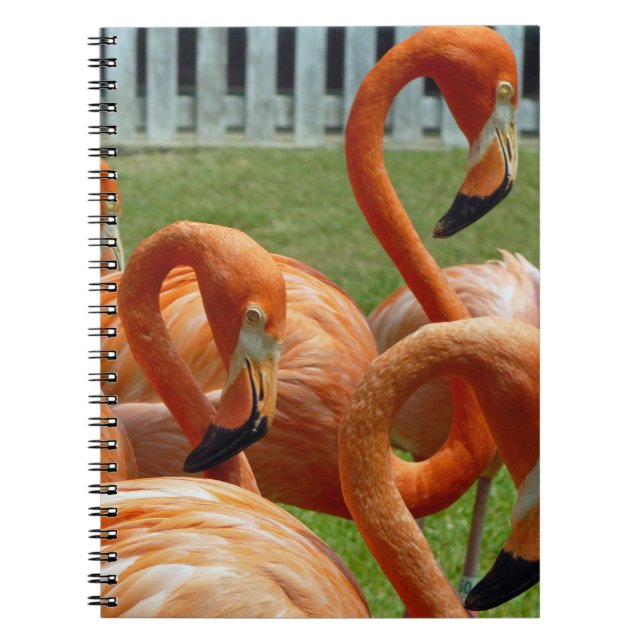 Colorful flamingos notebook (Front)