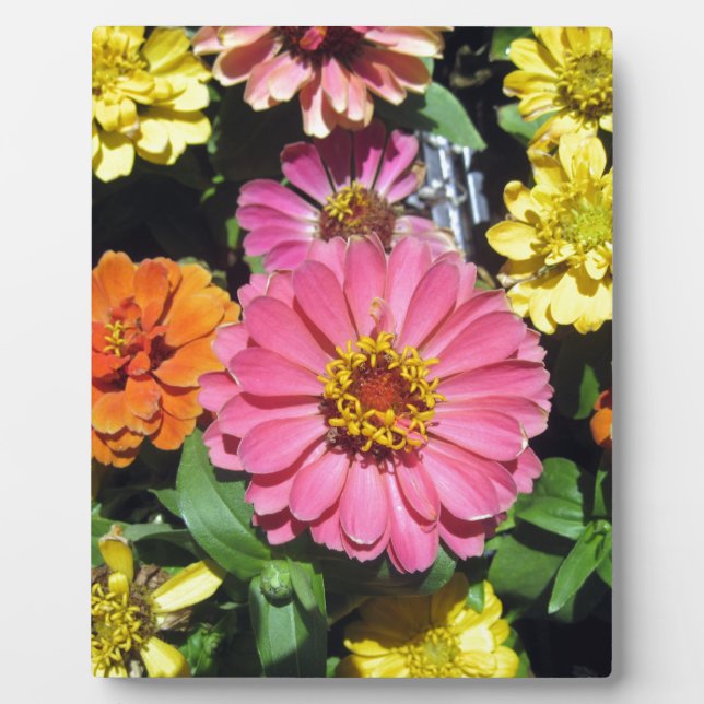 Colorful Flowers Plaque (Front)