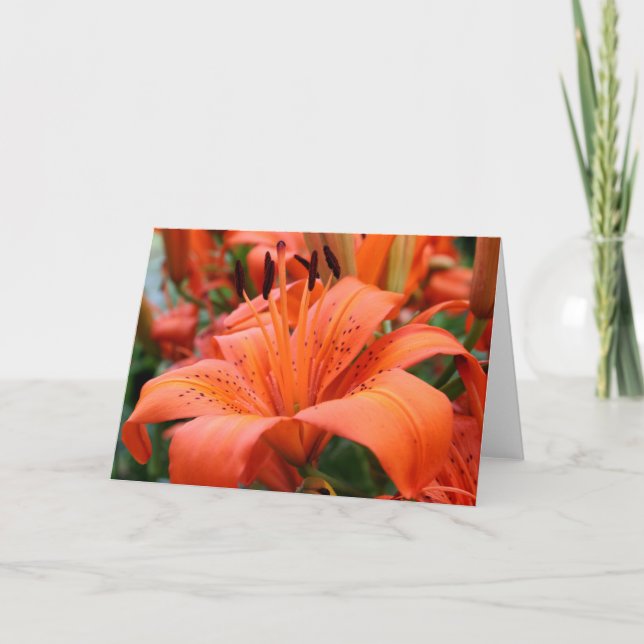 [Colorful Flowers] Tiger Lily - Any Occasion Card (Front)