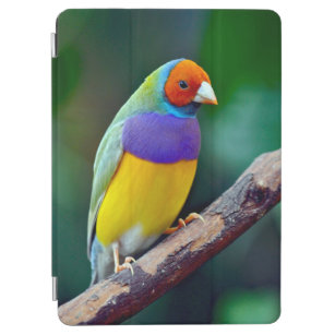Colorful gouldian finch iPad air cover