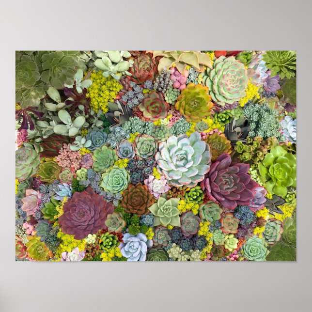 Colorful Greenery Succulents Poster (Front)