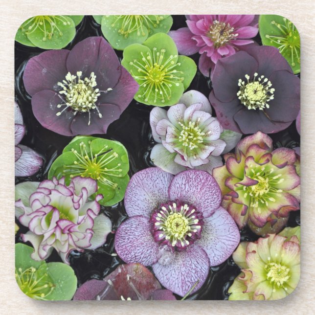 Colorful hellebore flowers      coaster (Front)