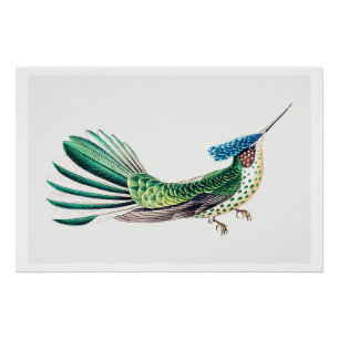 Colorful Hummingbird Illustration Poster