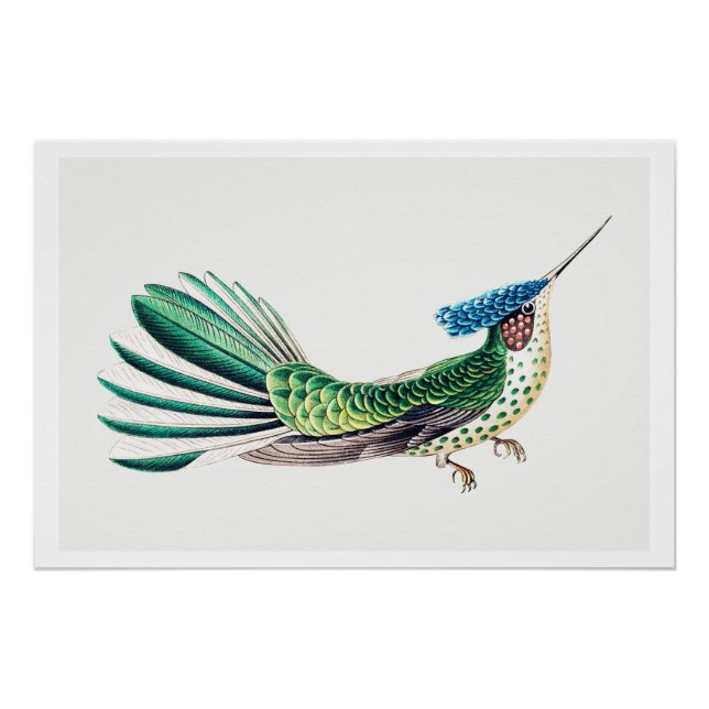 Colorful Hummingbird Illustration Poster (Front)