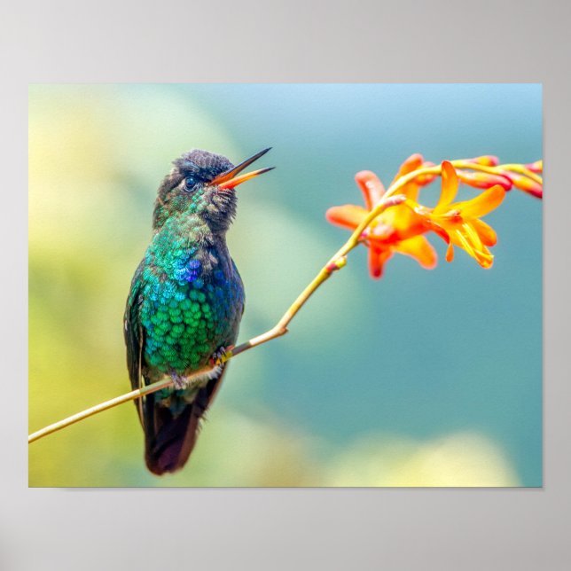 Colorful Hummingbird on Orange Blossom Poster (Front)
