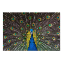 Colorful Indian peacock tail feathers open front
