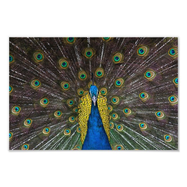 Colorful Indian peacock tail feathers open front Photo Print (Front)
