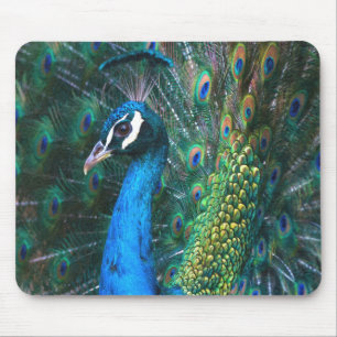 Colorful Indian peacock tail feathers open profile Mouse Mat