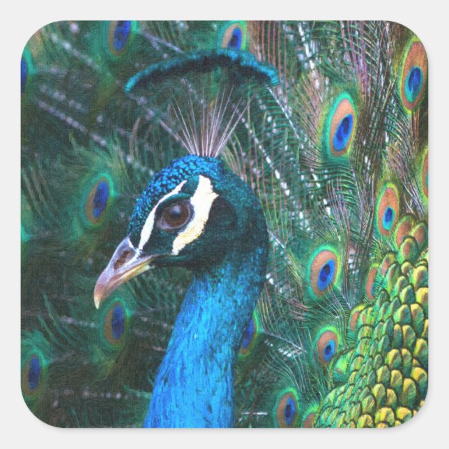 Colorful Indian peacock tail feathers open profile Square Sticker (Front)