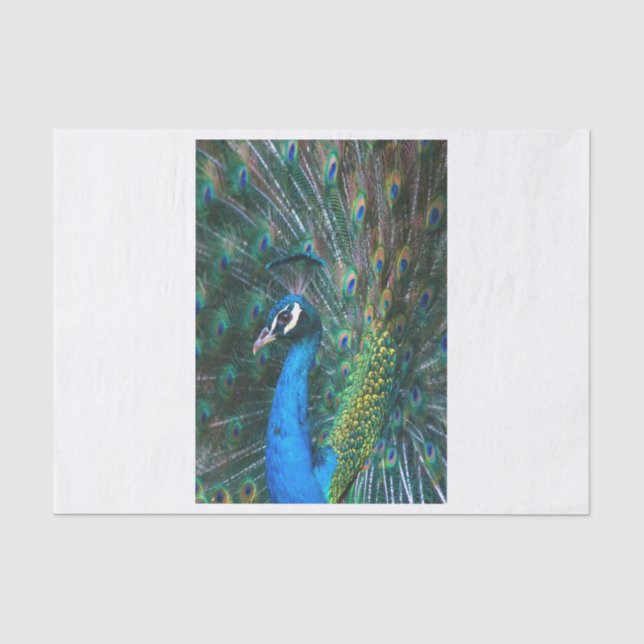 Colorful Indian peacock tail feathers open profile Tissue Paper (Front)