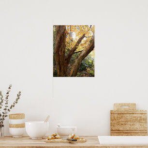 Colorful Japanese Stewartia Photographic Poster