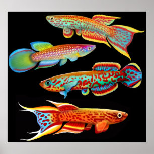 Colorful Killifish Poster