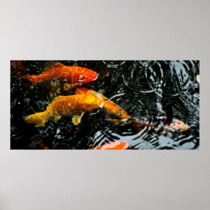 Colorful Koi Fish   Chengdu Poster