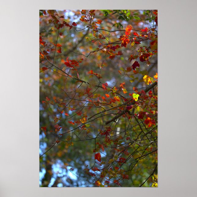 Colorful Leaves Poster (Front)
