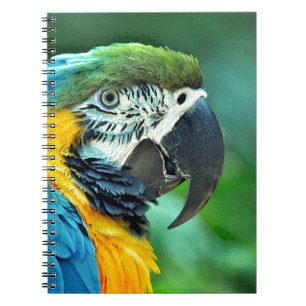 Colorful macaw parrot notebook