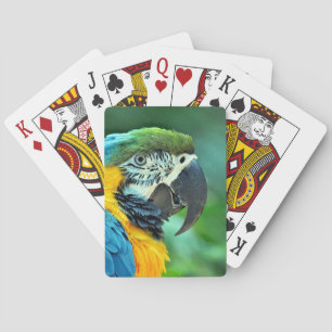 Colorful macaw parrot playing cards