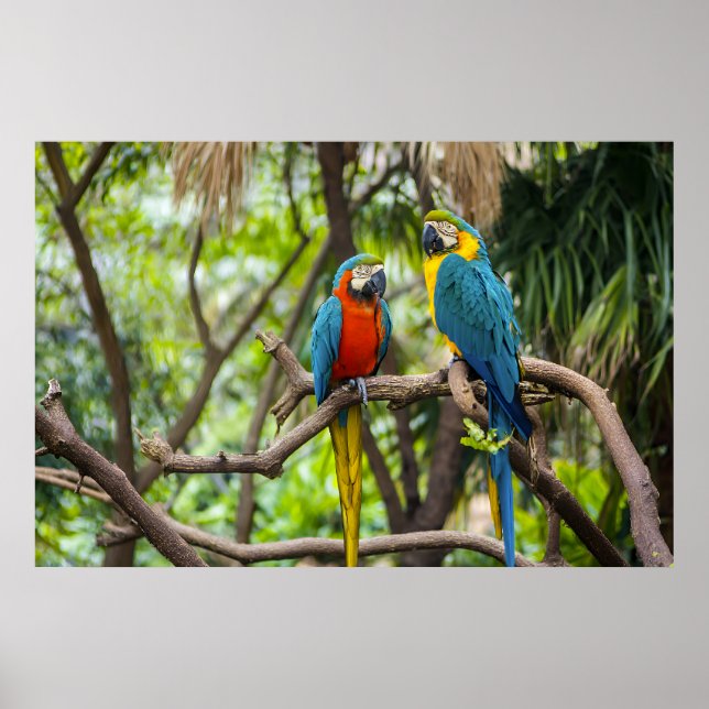 Colorful Macaw Parrots Perched Together Poster (Front)