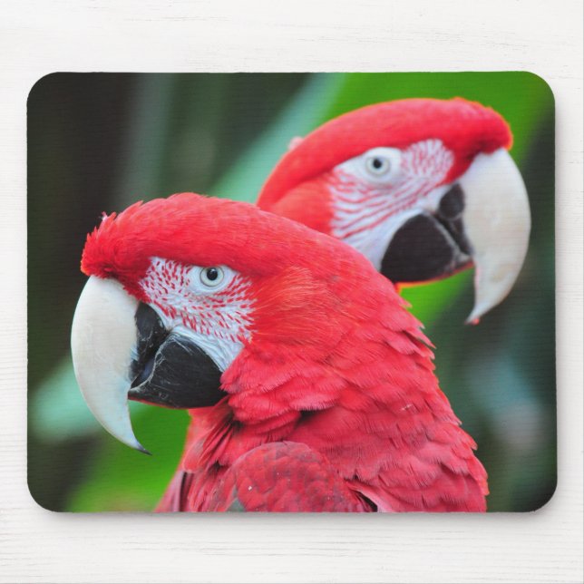 Colorful macaw parrots poster mouse mat (Front)